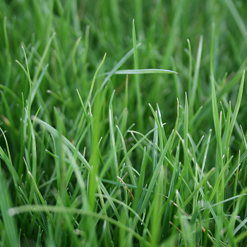 Perennial ryegrassspng